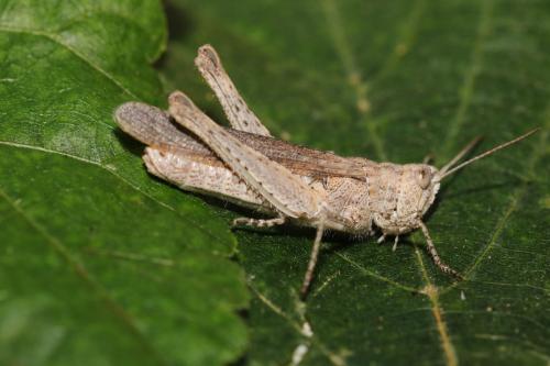 Chorthippus brunneus brunneus